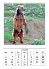 Mai_Kamtschatkabär.pdf